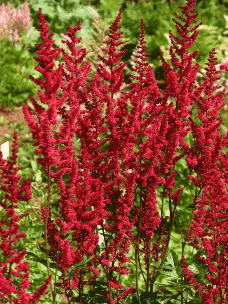 Астильба Арендса Glut