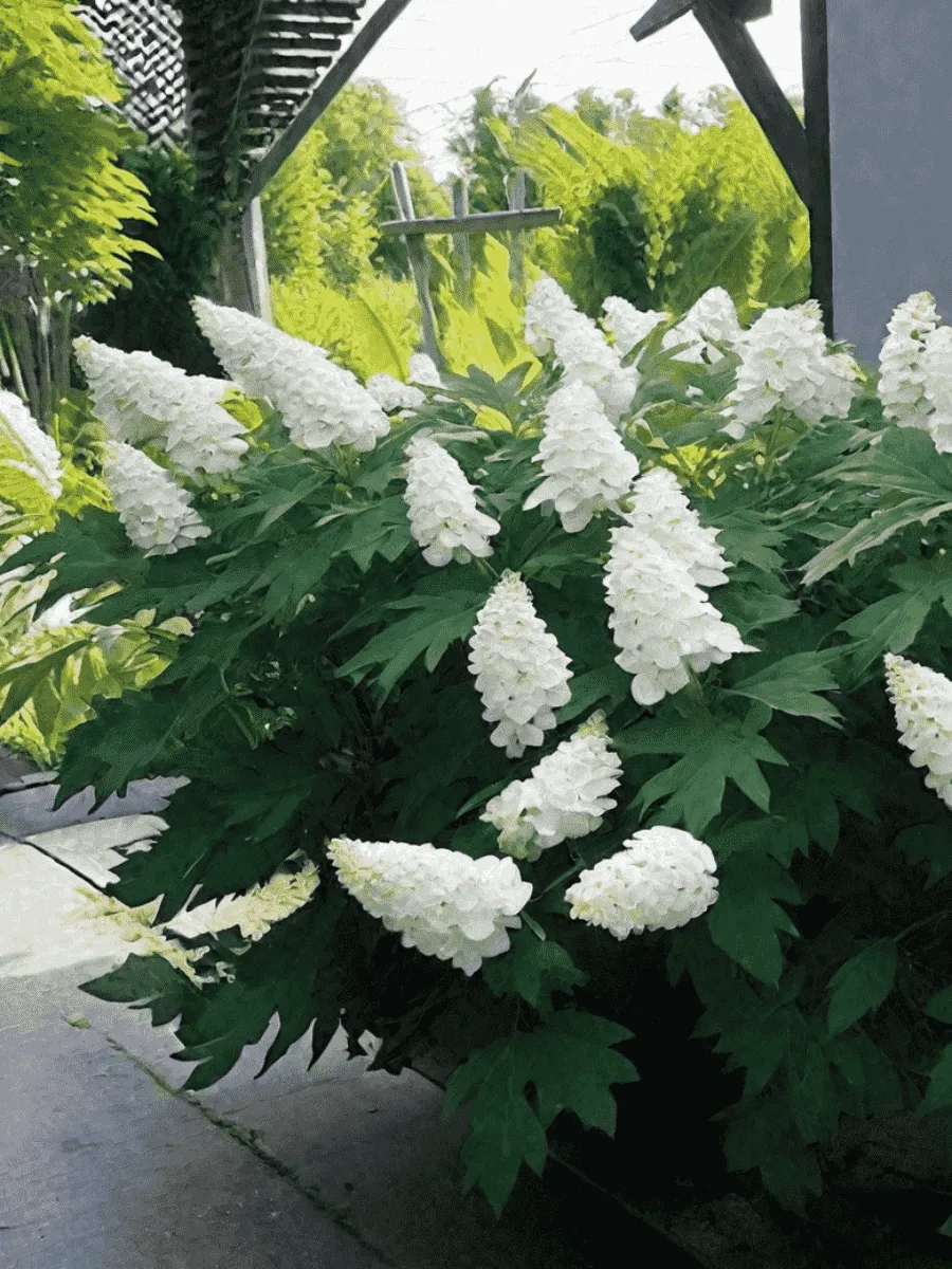 Гортензия дуболистная Snow Queen