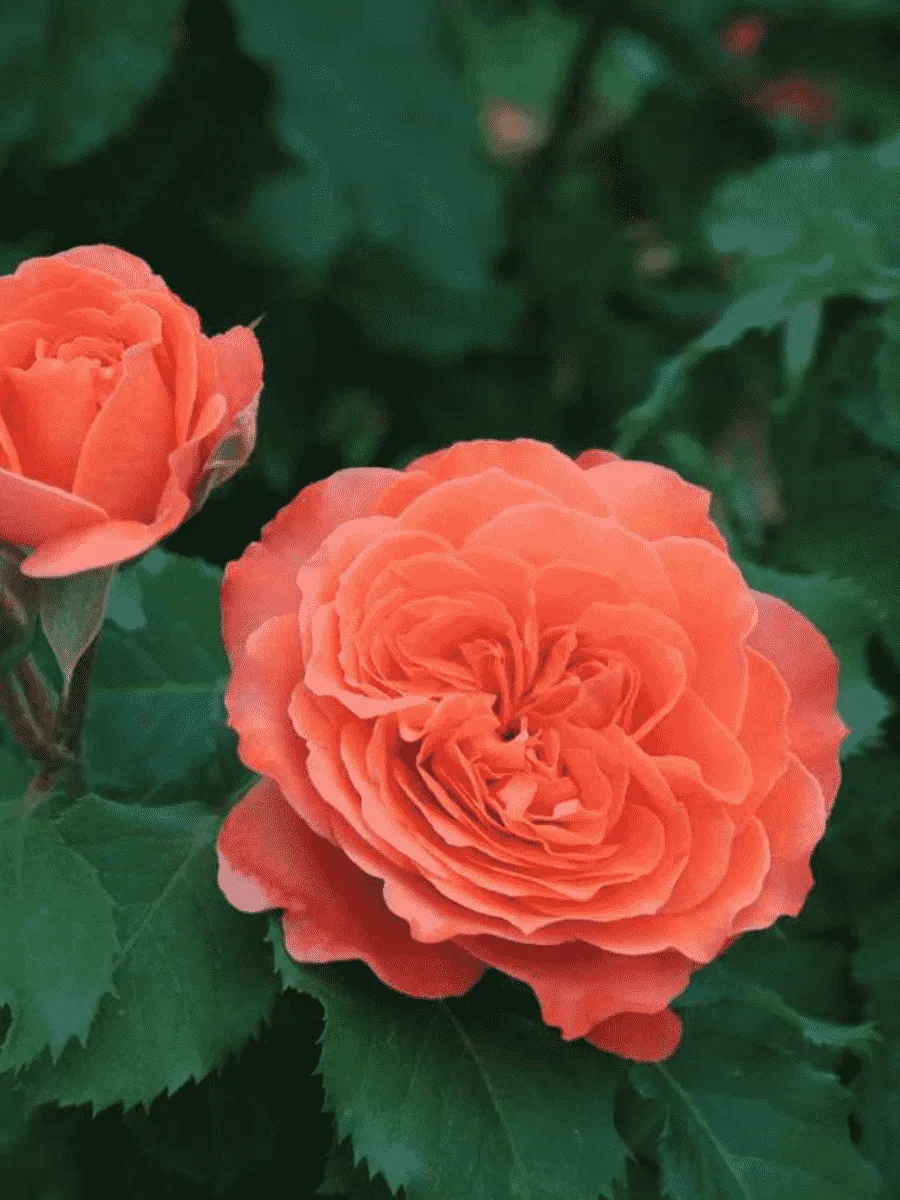 Роза чайно-гибридная Emilien Guillot