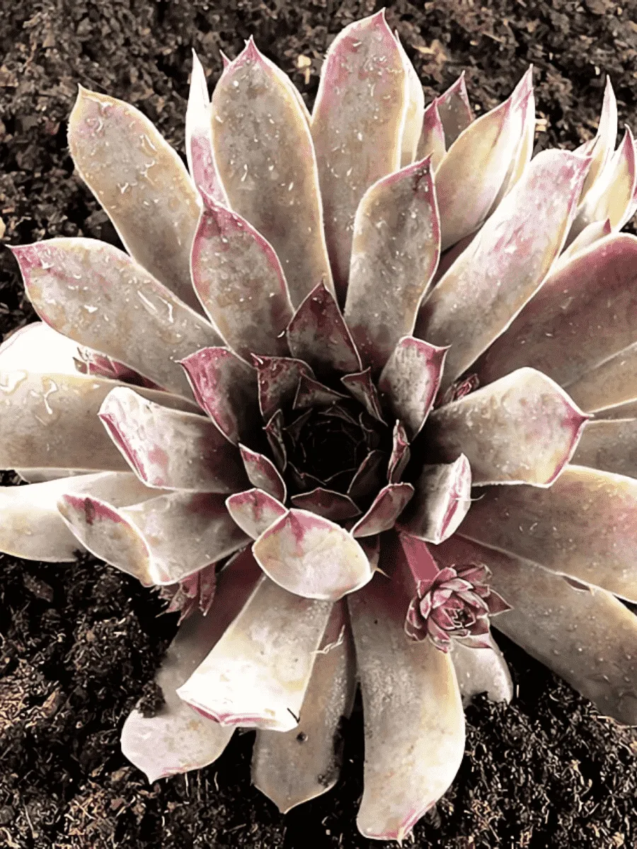 Молодило кровельное Julia