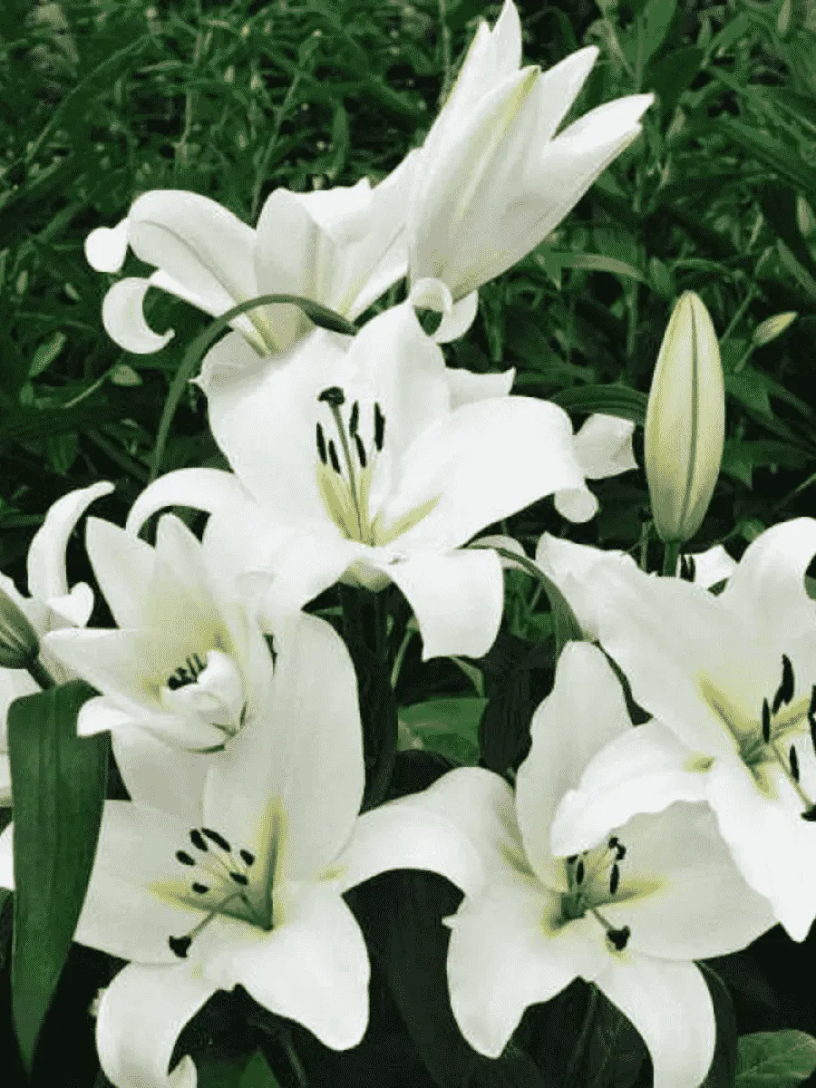 Лилия Roselily Saronno