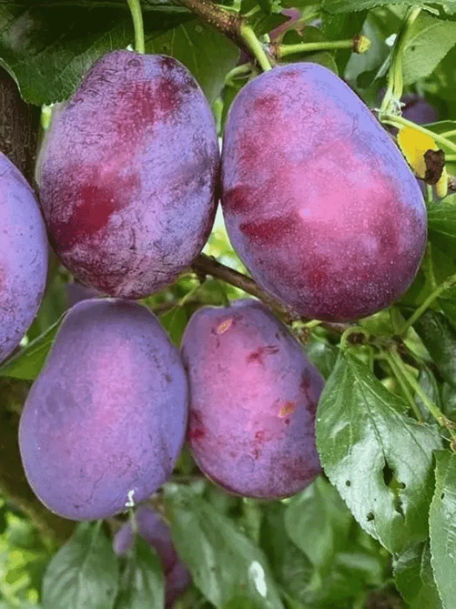 Слива домашняя  Волат Слива домашняя  Волат