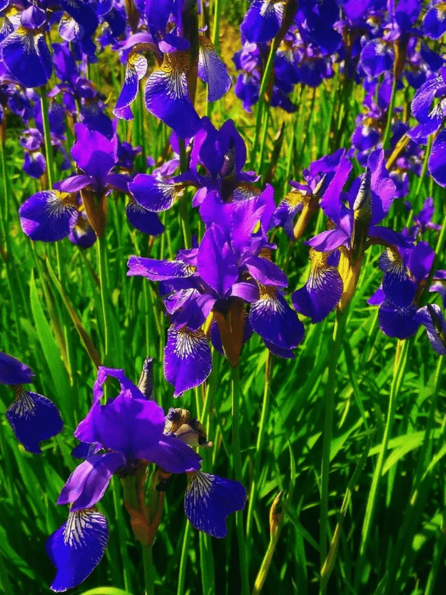 Ирис сибирский Ottawa