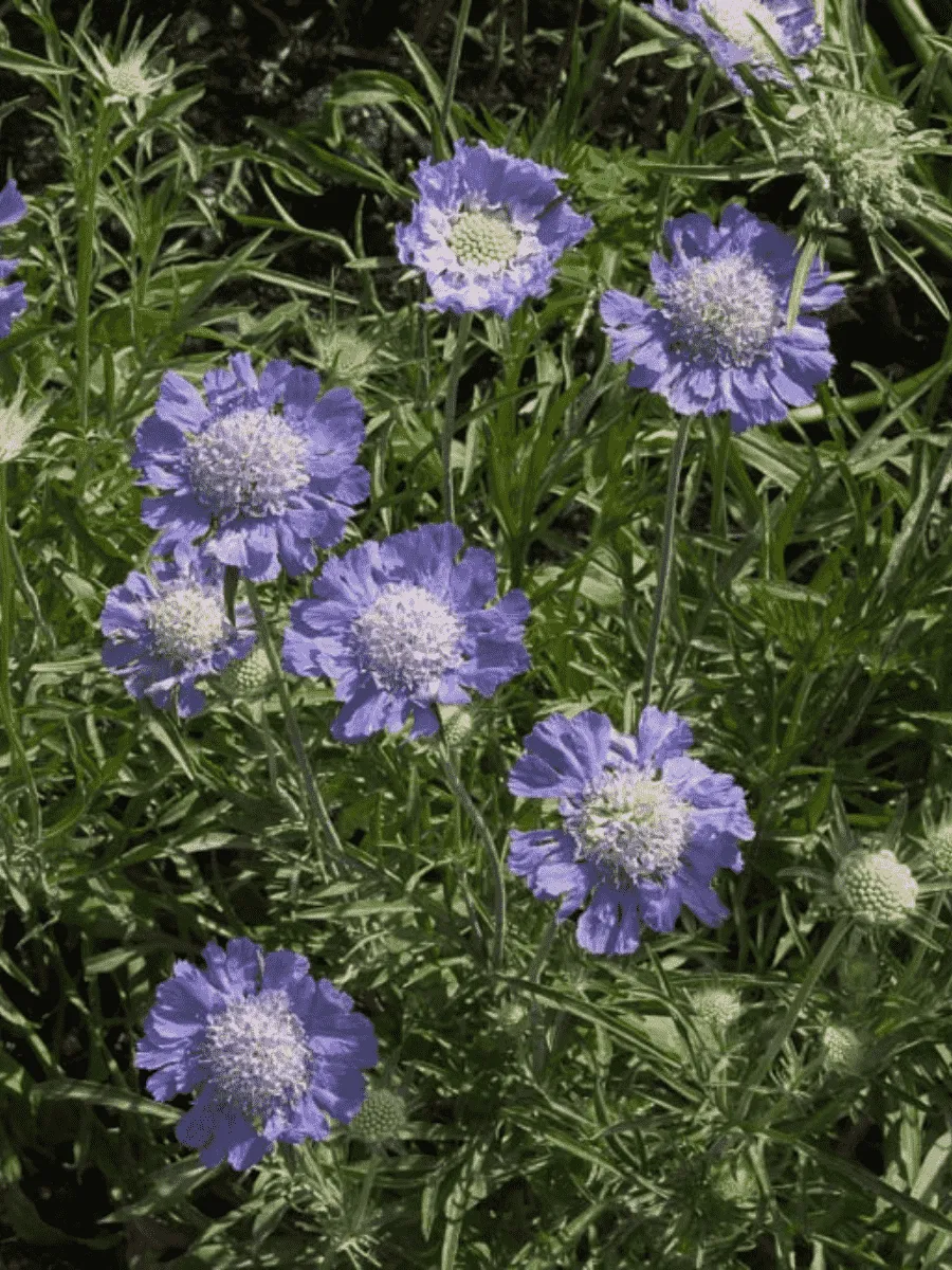 Скабиоза  кавказская Perfecta Blue Скабиоза  кавказская Perfecta Blue