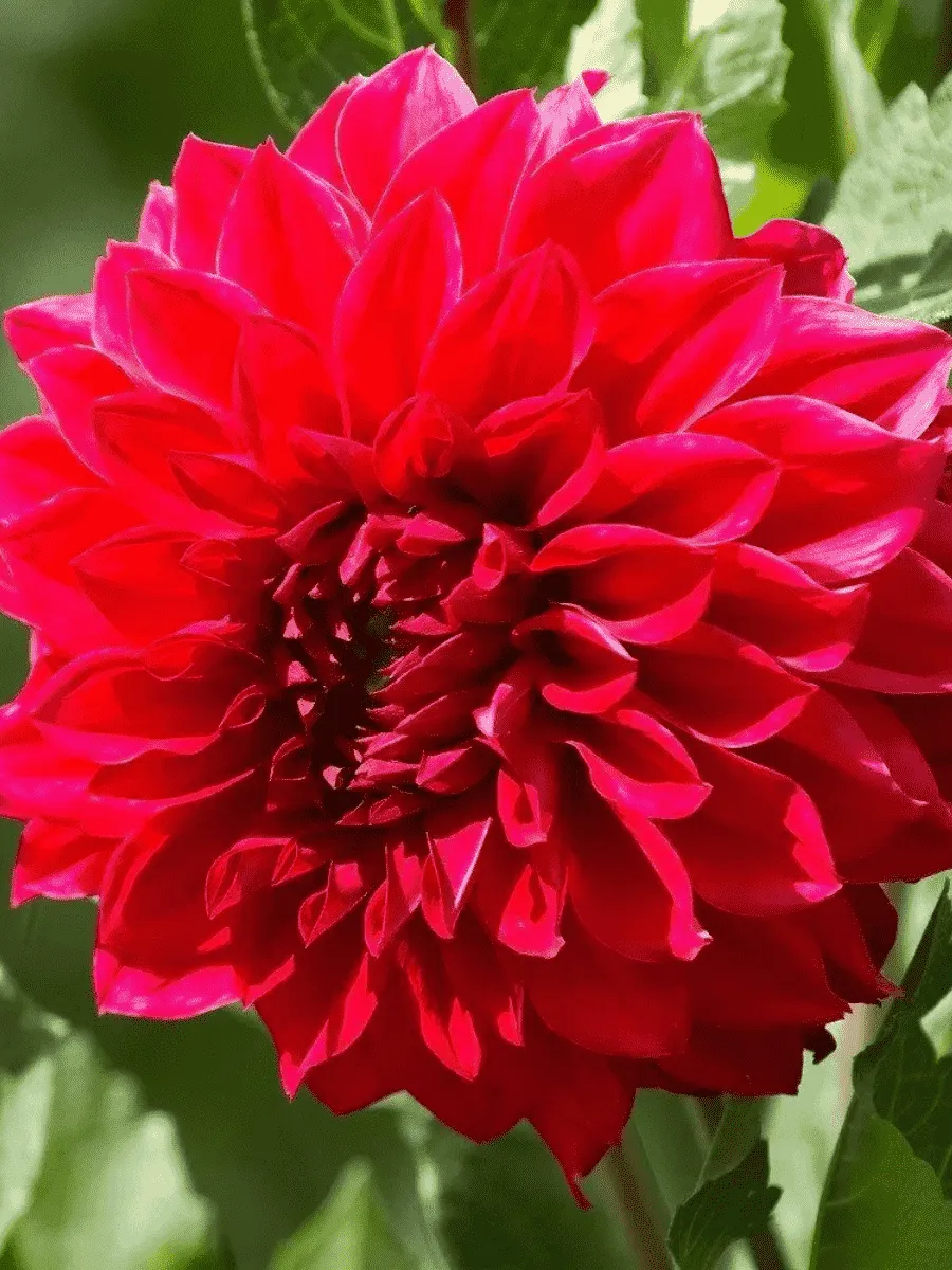 Георгина Barbarossa