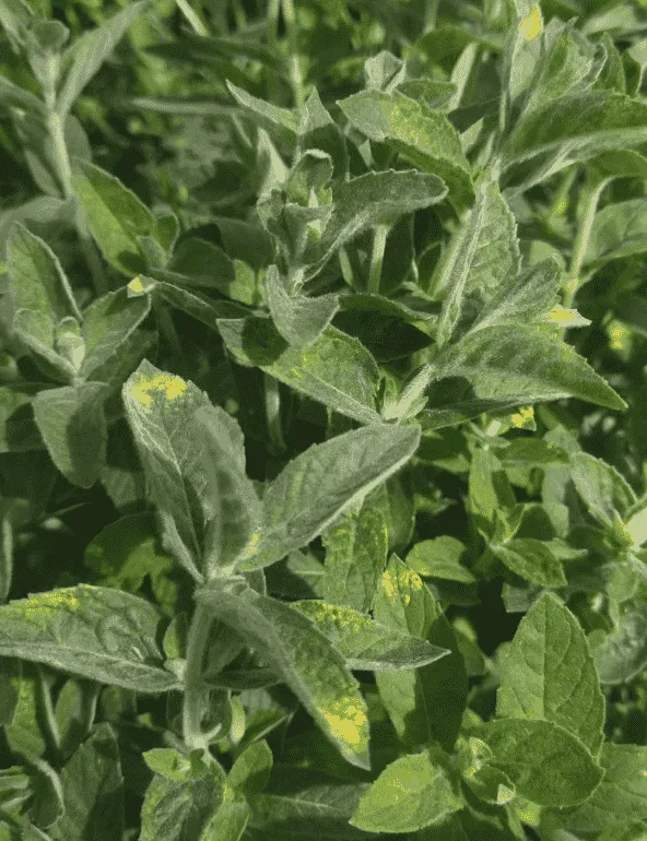 Мята Белый виноград