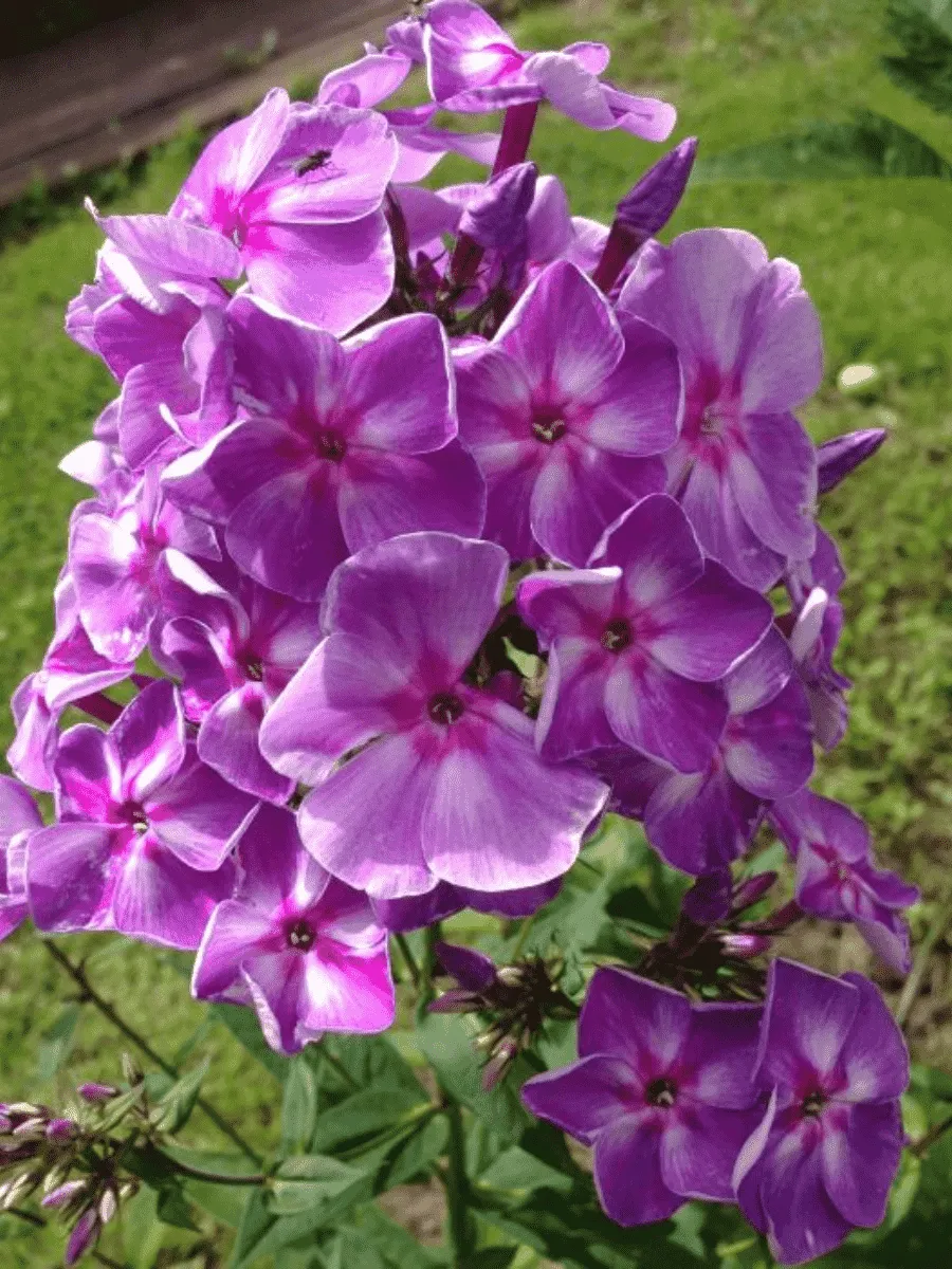 Флокс Шторм