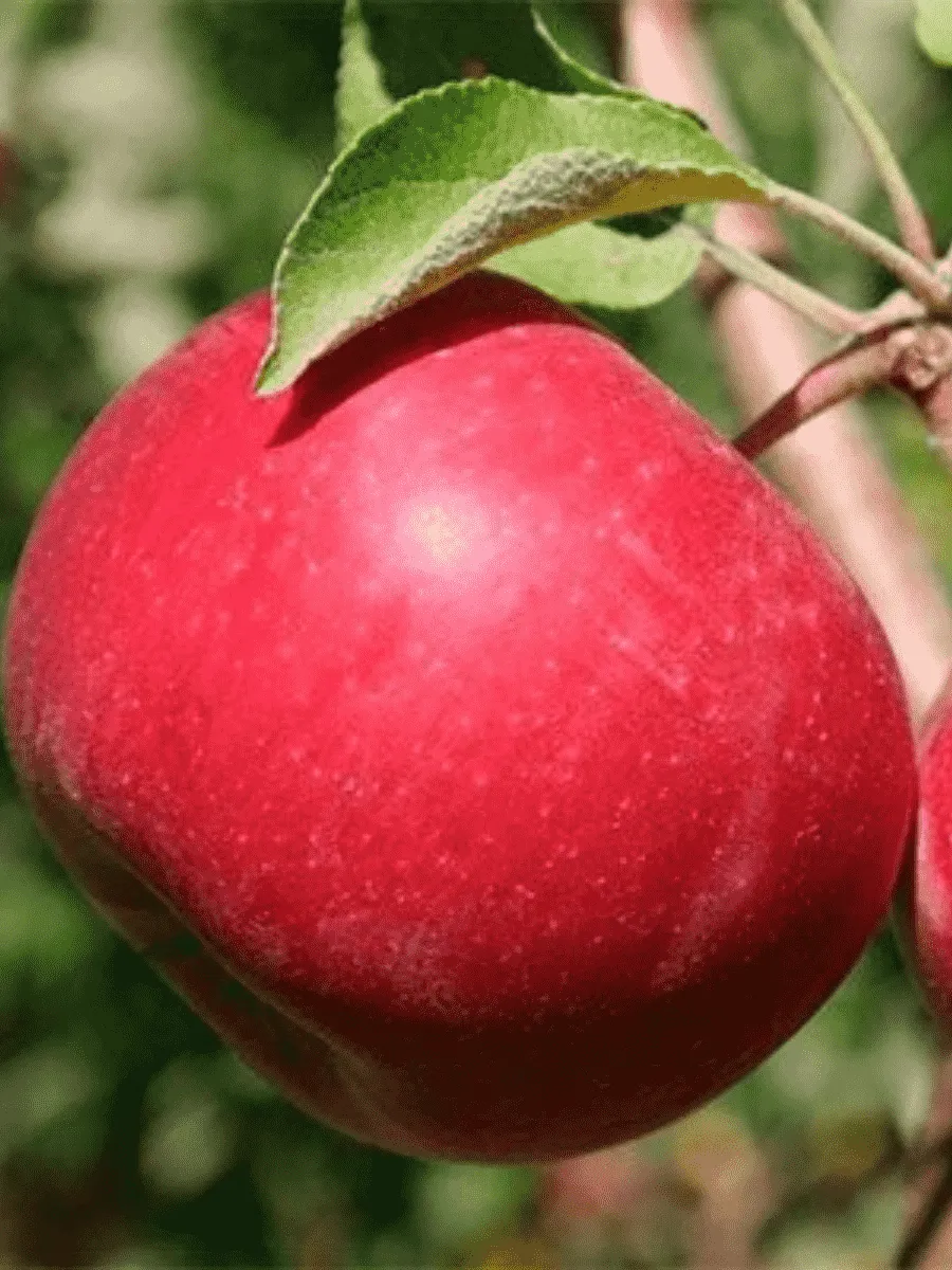 Яблоня Вишневое