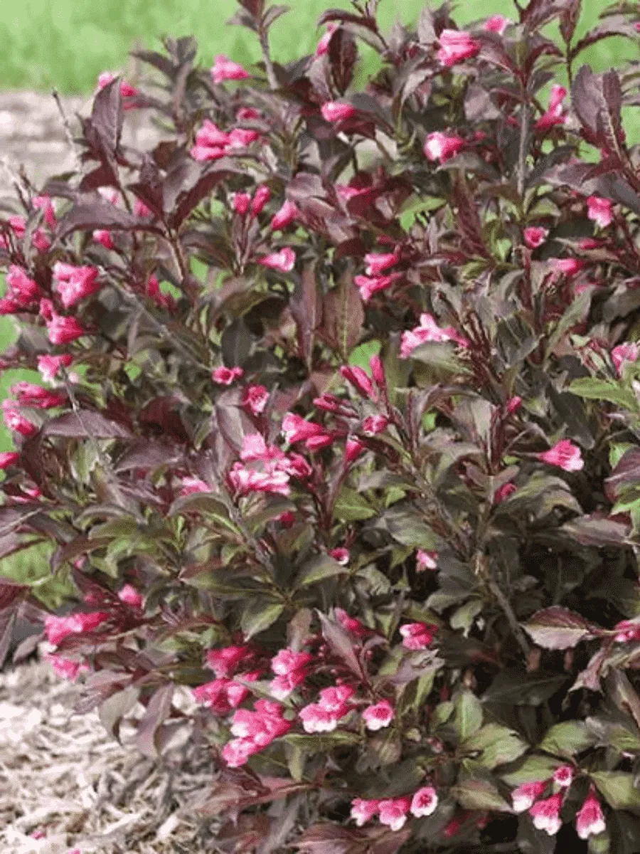 Вейгела цветущая Tango