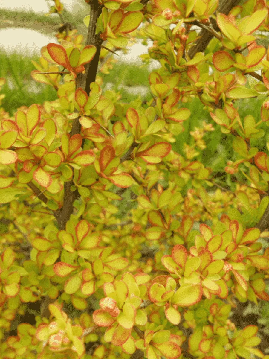 Барбарис Тунберга Diabolicum