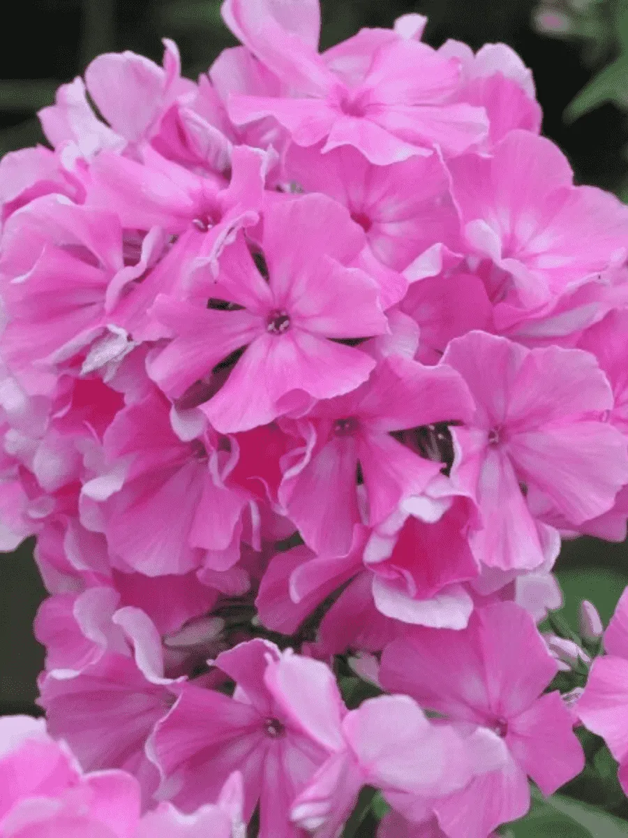 Флокс метельчатый Эмма