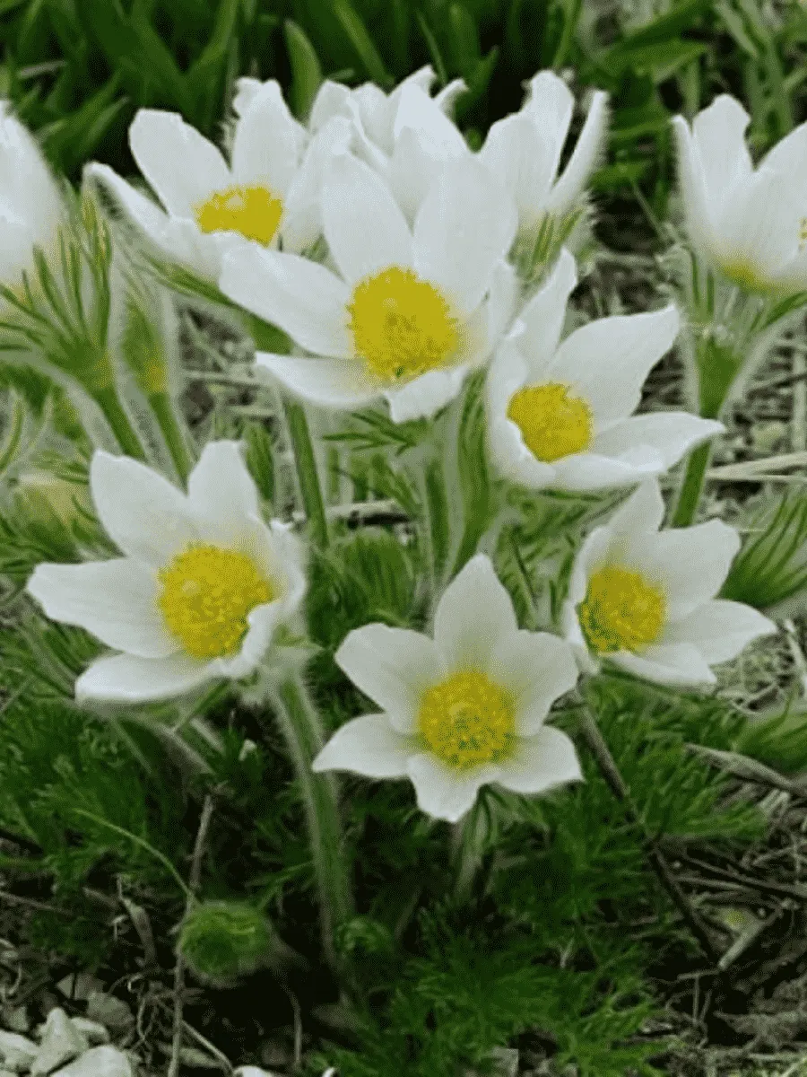 Прострел обыкновенный Pinwheel White Прострел обыкновенный Pinwheel White