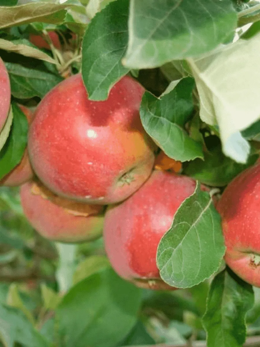 Яблоня Беркутовское