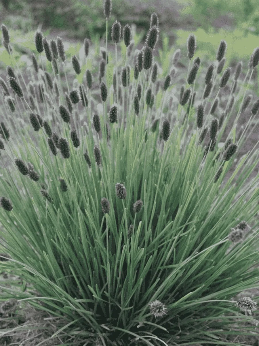 Сеслерия блестящая