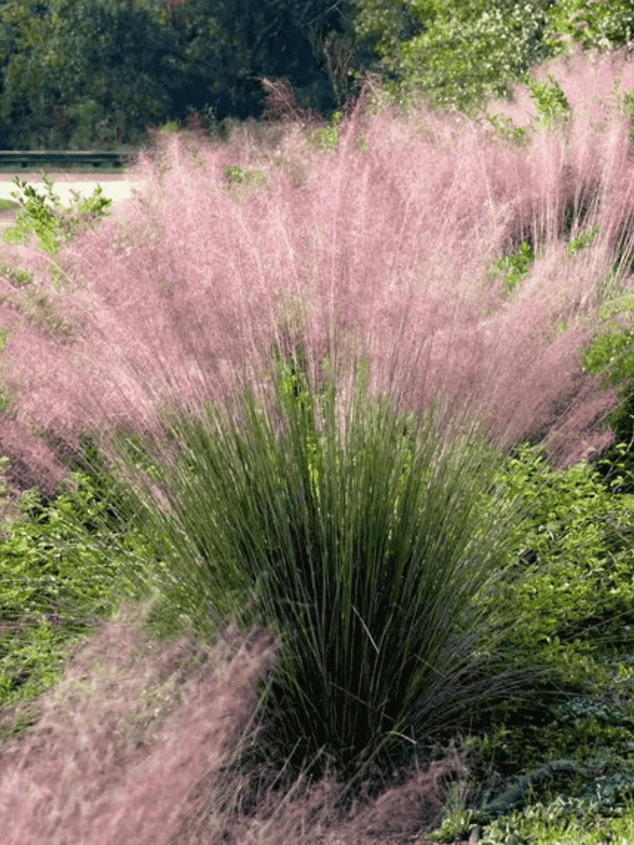 Мюленбекия волосовидная Мюленбекия волосовидная
