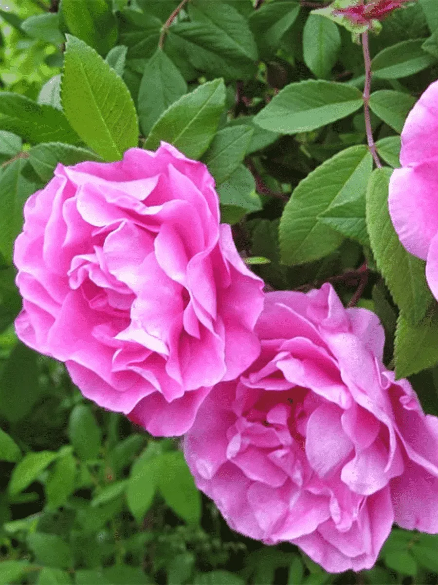 Роза канадская парковая Therese Bugnet