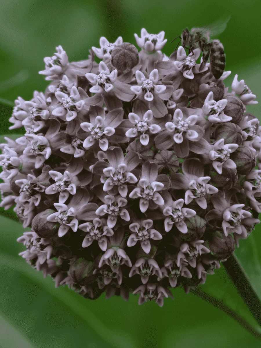 Ваточник Ваточник