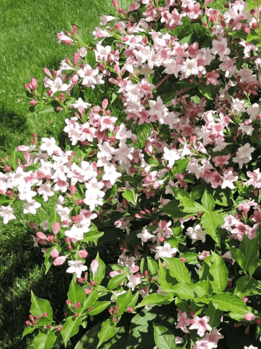 Вейгела цветущая Rosea