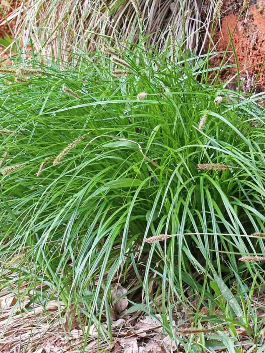 Осока гладконосая Осока гладконосая