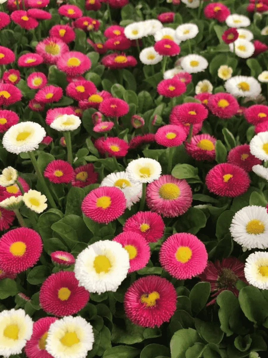 Маргаритка Маргаритка