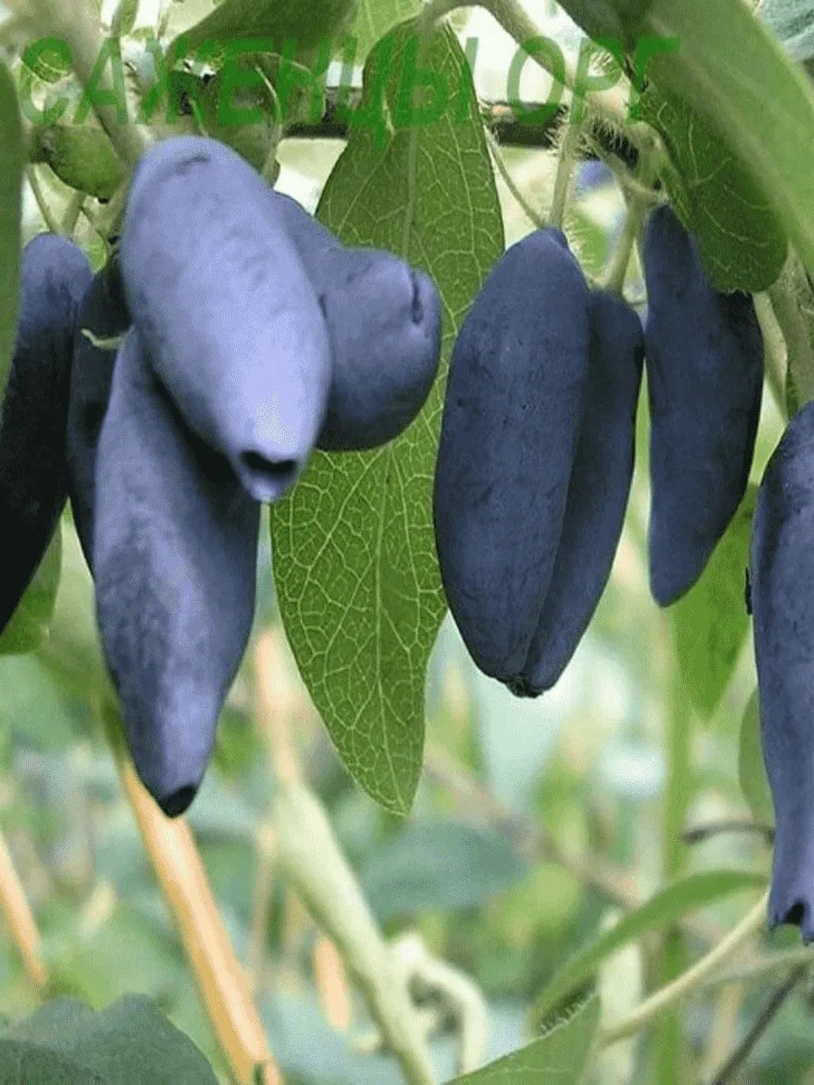 Жимолость Лебедушка Жимолость Лебедушка