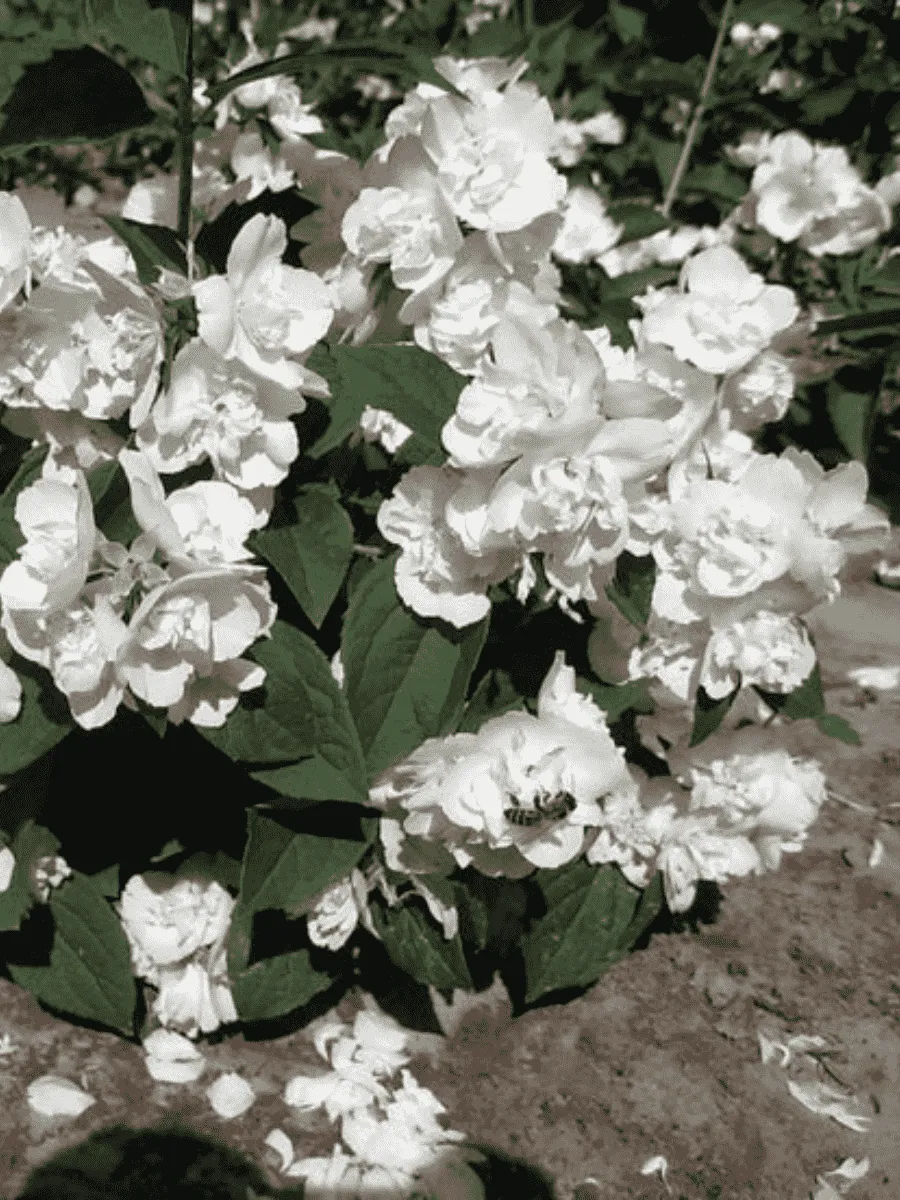 Чубушник Glacier