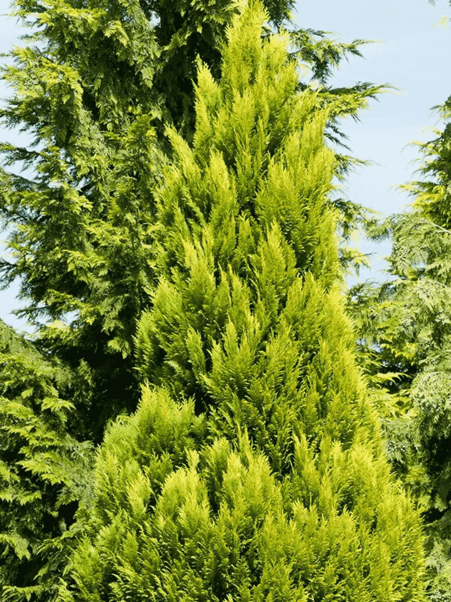Кипарисовик Лавсона Erecta Aurea Кипарисовик Лавсона Erecta Aurea
