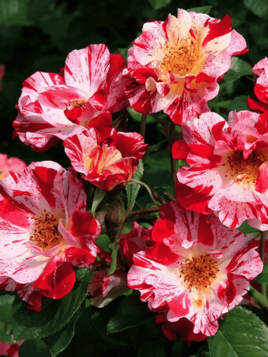 Роза Плетистая Crazy For You