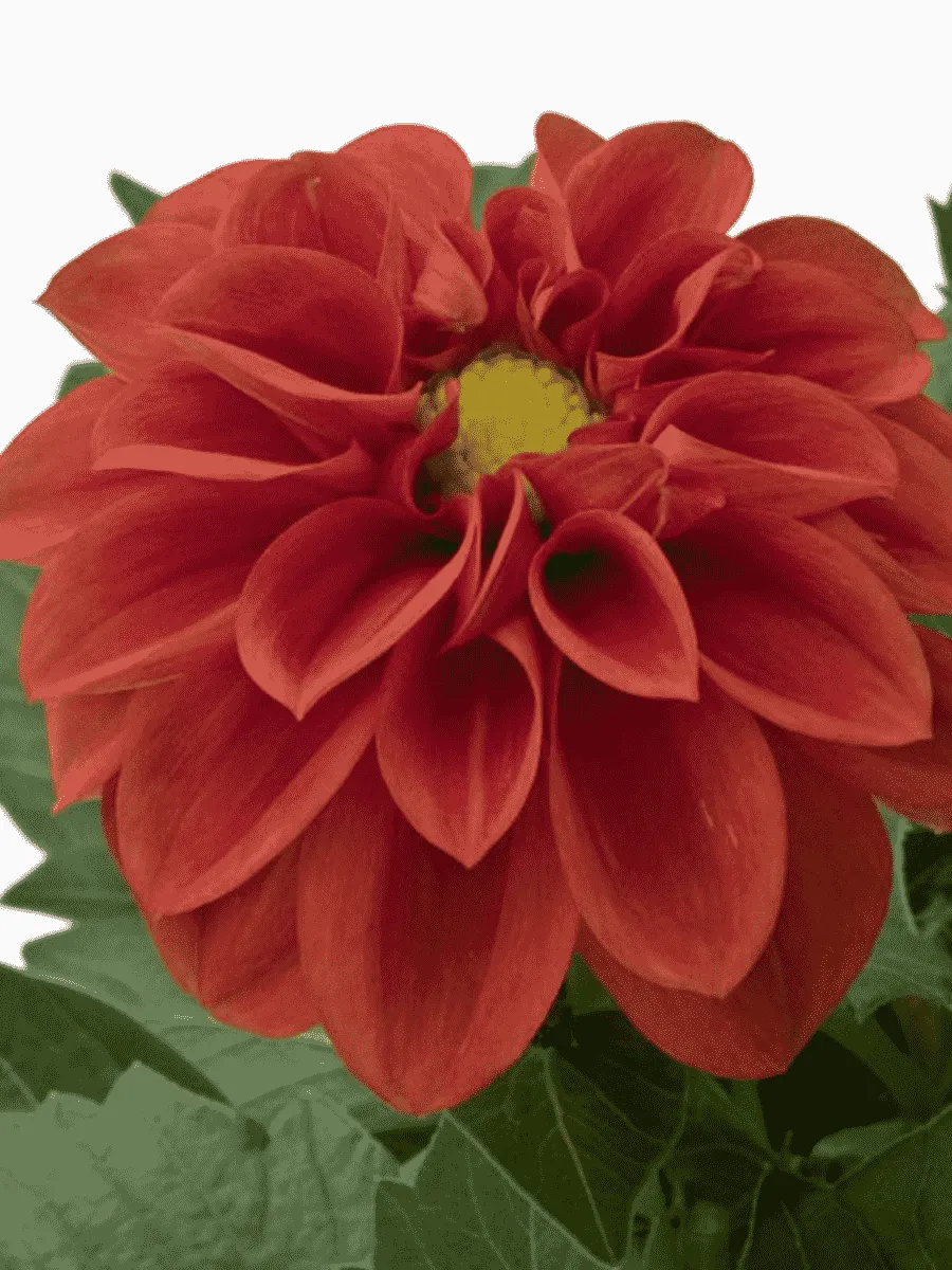 Георгин Dahlietta Select Anna