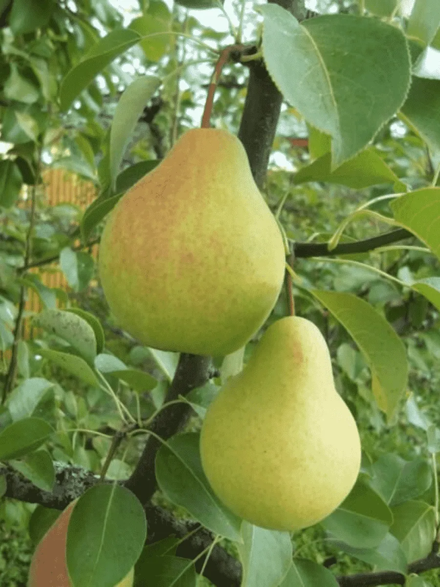 Груша Скороспелка из Мичуринска Груша Скороспелка из Мичуринска