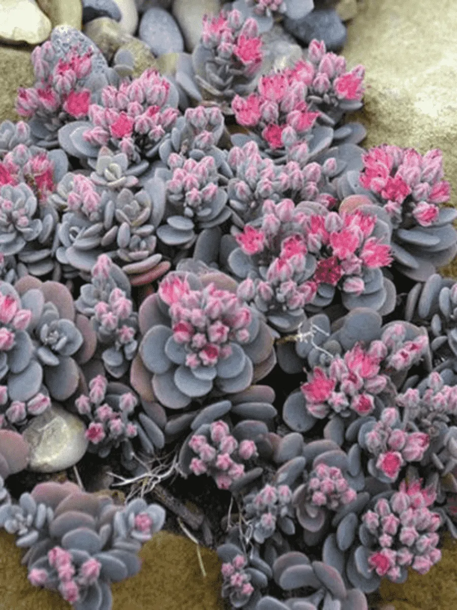 Очиток гибридный Blue Elf