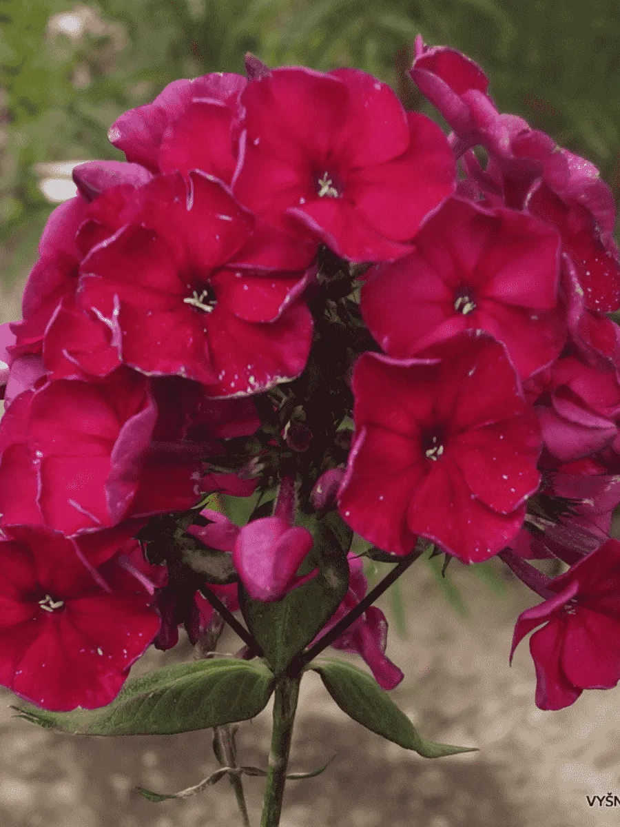 Флокс метельчатый Эсмеральда