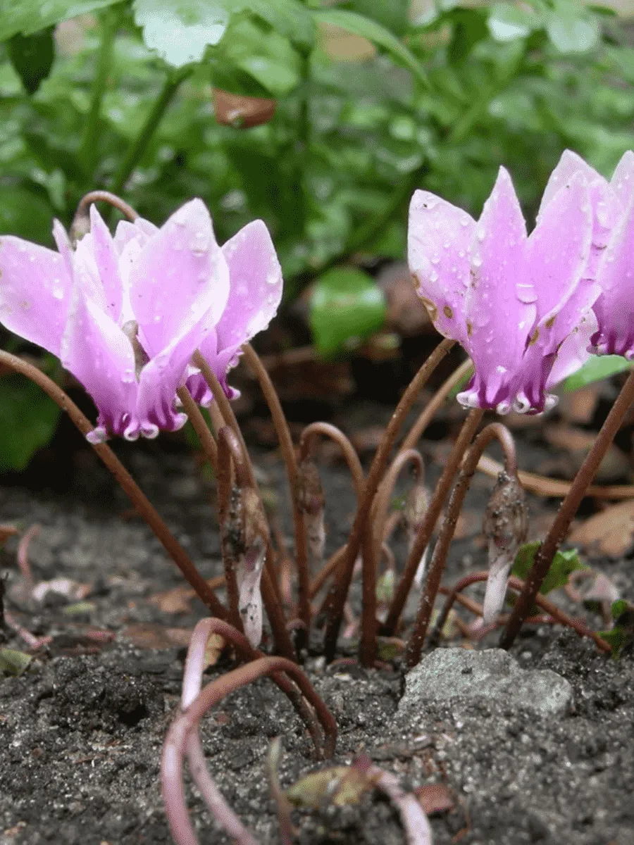 Цикламен плющелистный Цикламен плющелистный