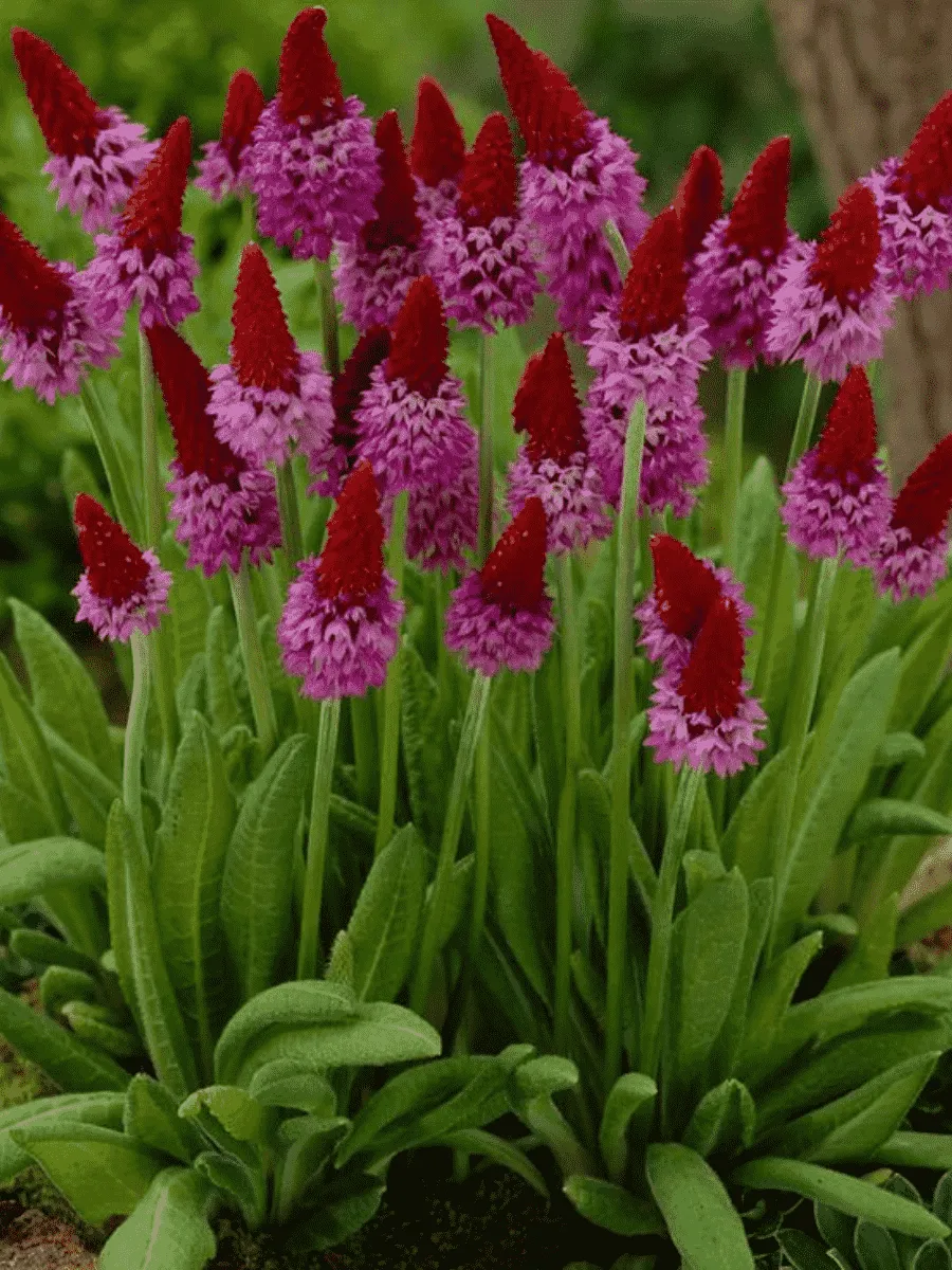 Примула Виаля Red Hot Poker