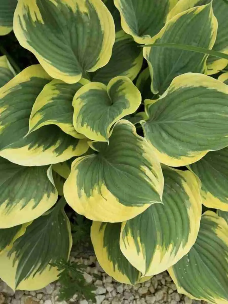 Хоста  Ivory coast