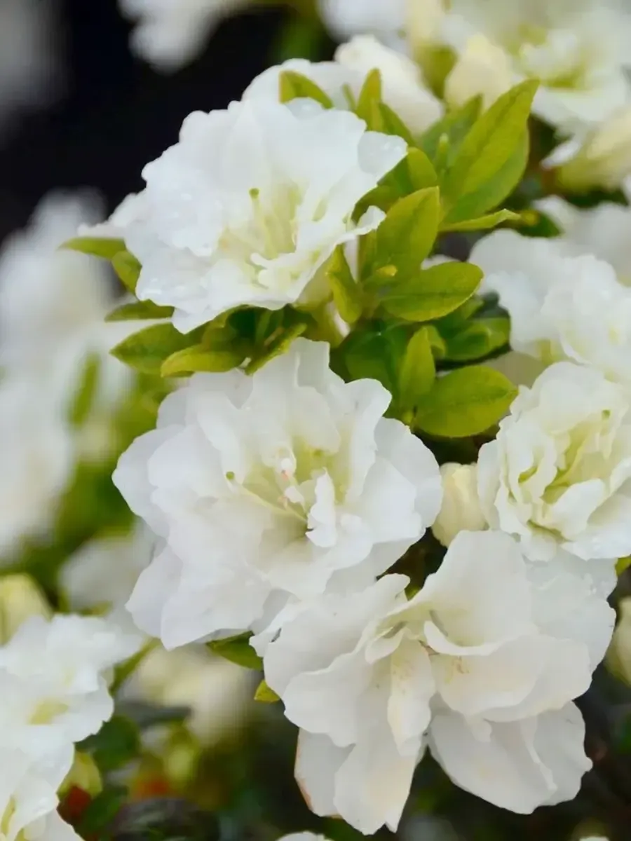 Азалия японская Schneeperle Азалия японская Schneeperle