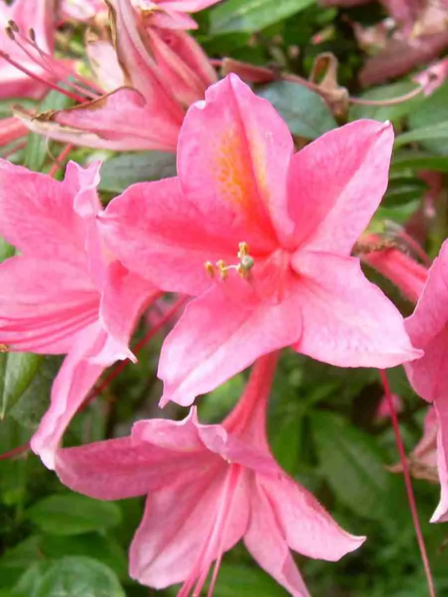 Азалия крупноцветковая Jolie Madame Азалия крупноцветковая Jolie Madame