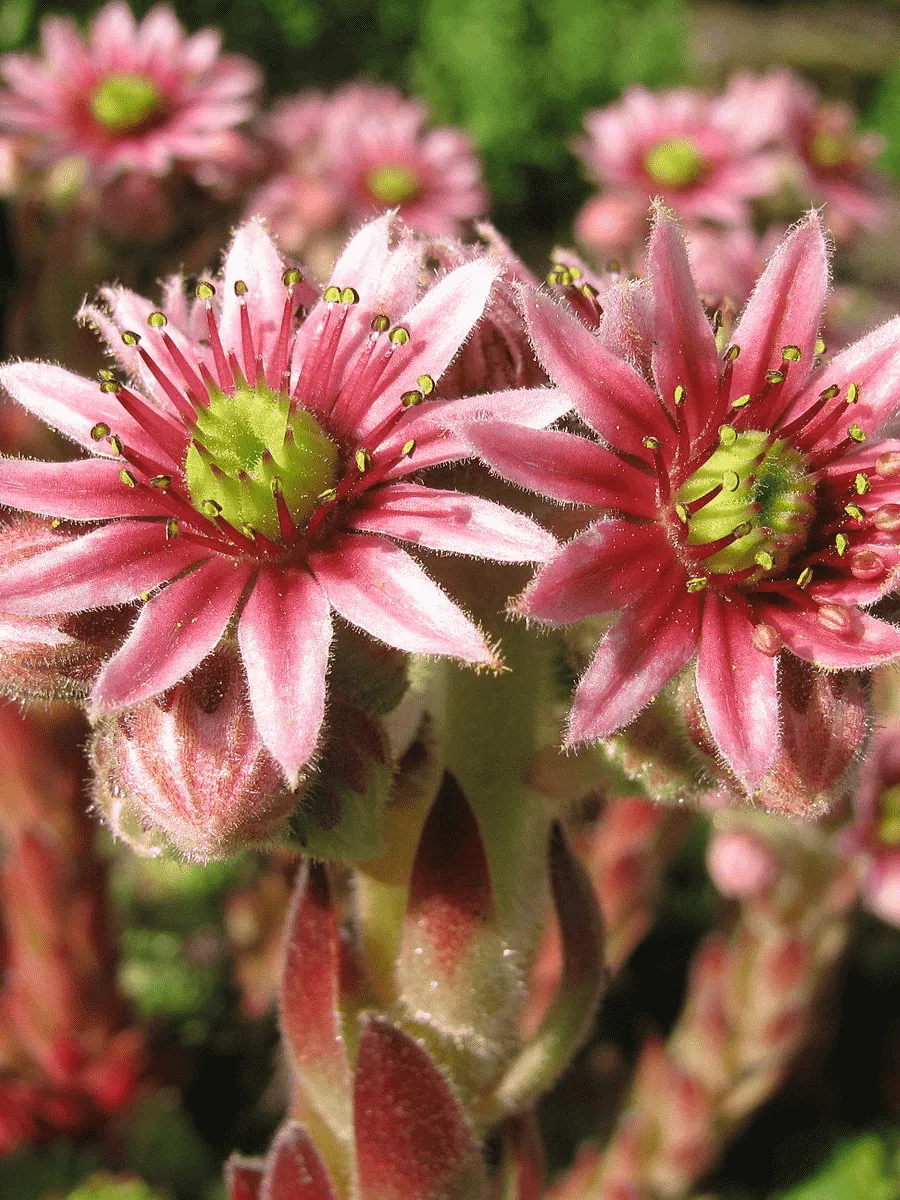 Молодило гибридное Funckii