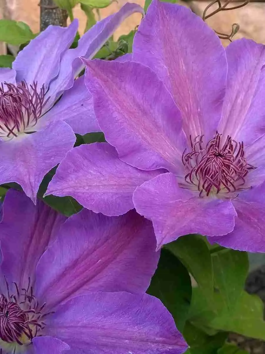 Клематис гибридный Baltyk