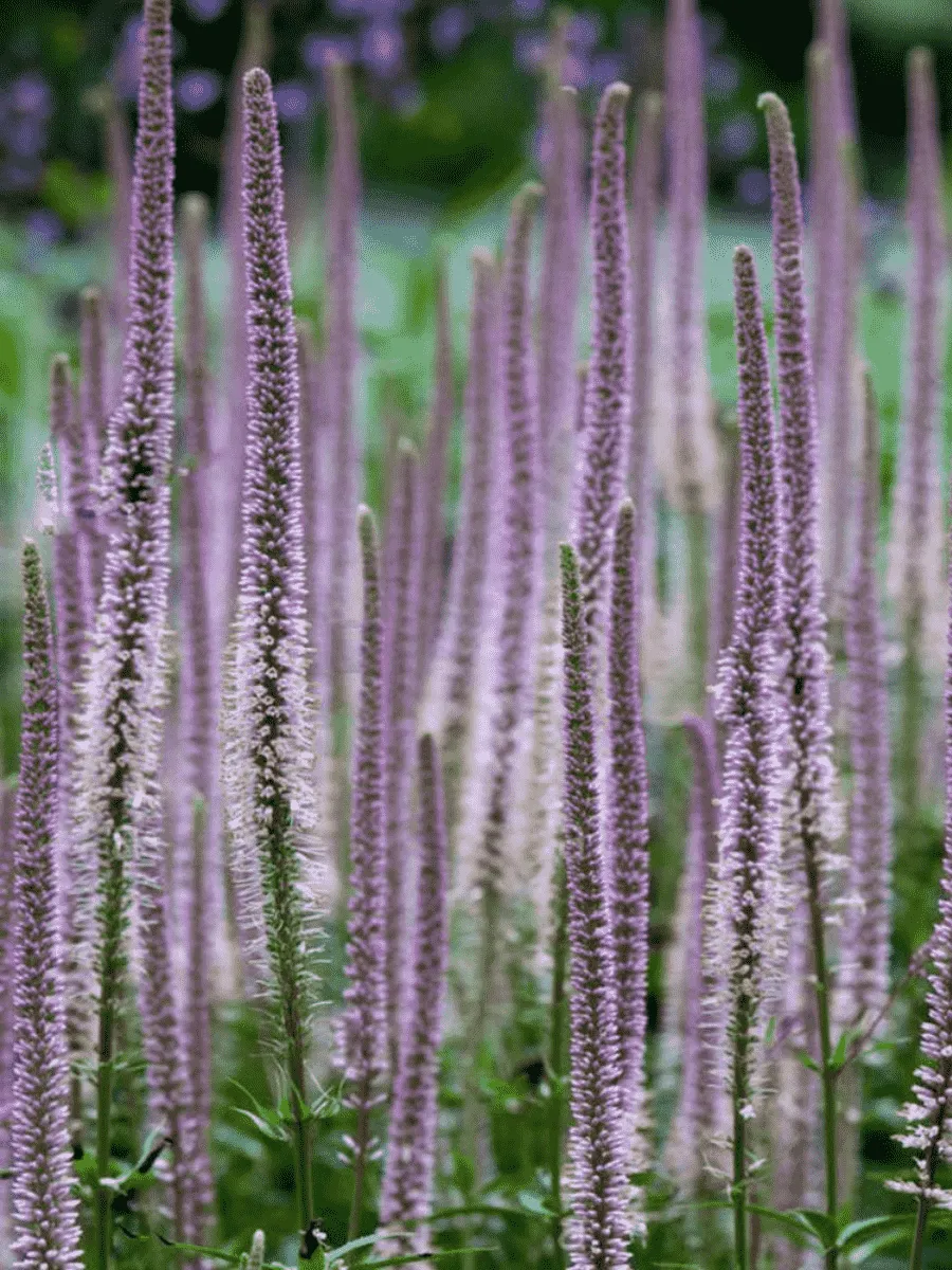 Вероникаструм виргинский Pink Glow