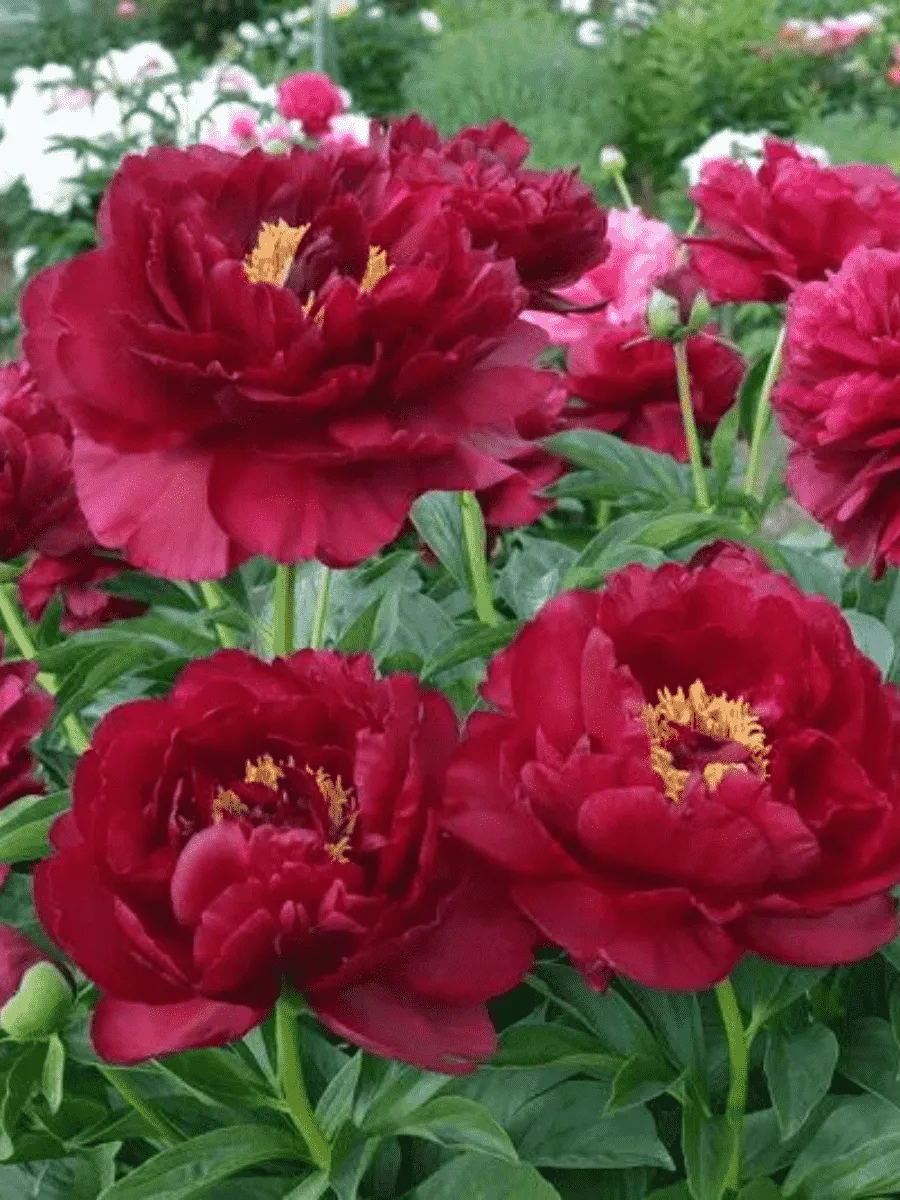 Пион Old Faithfull