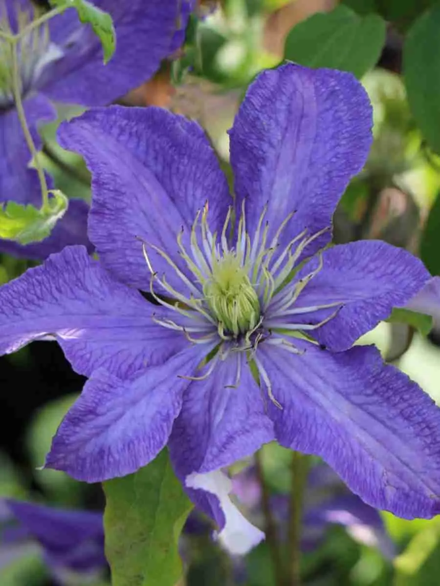 Клематис Rhapsody