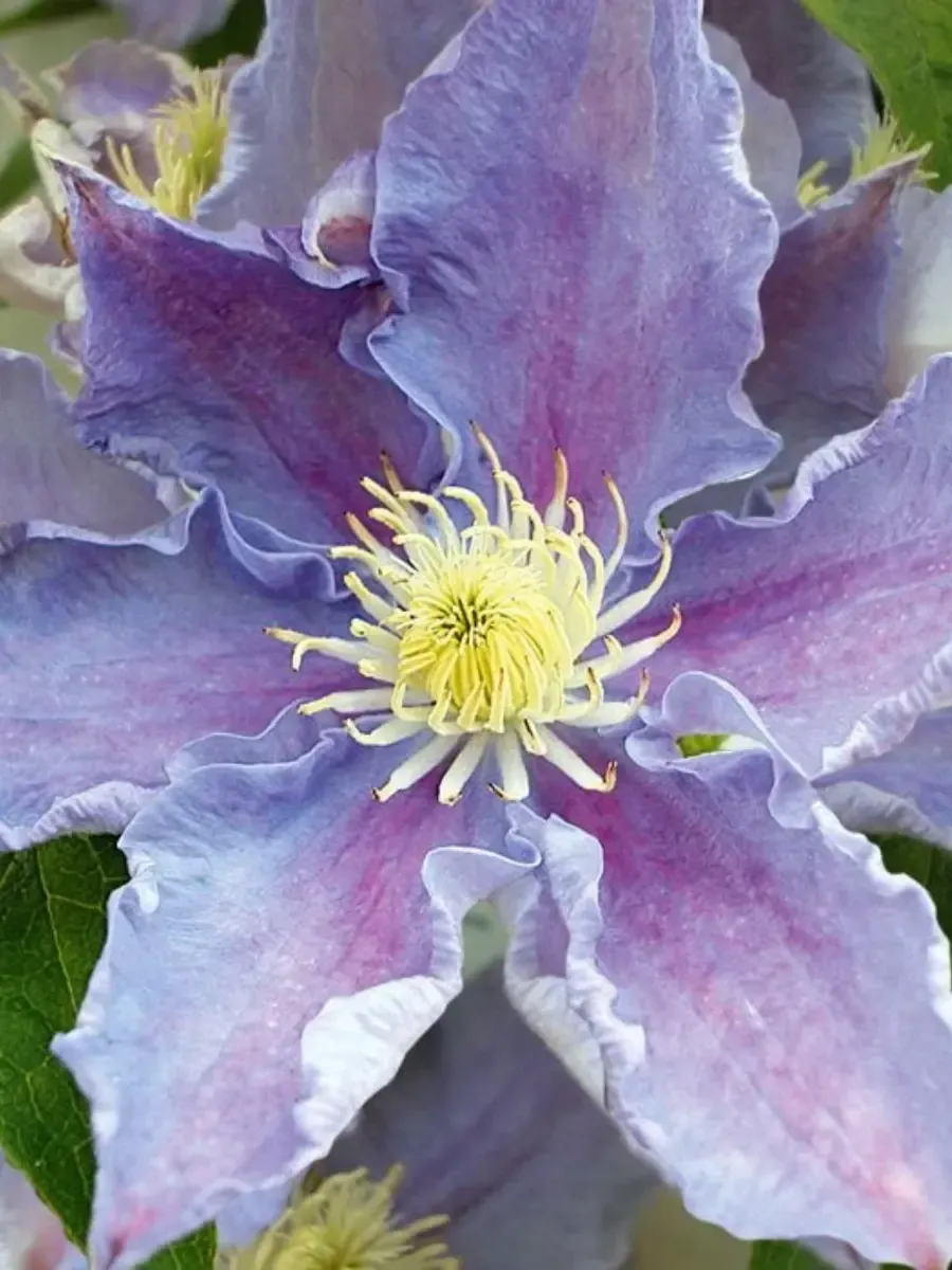 Клематис гибридный Beata