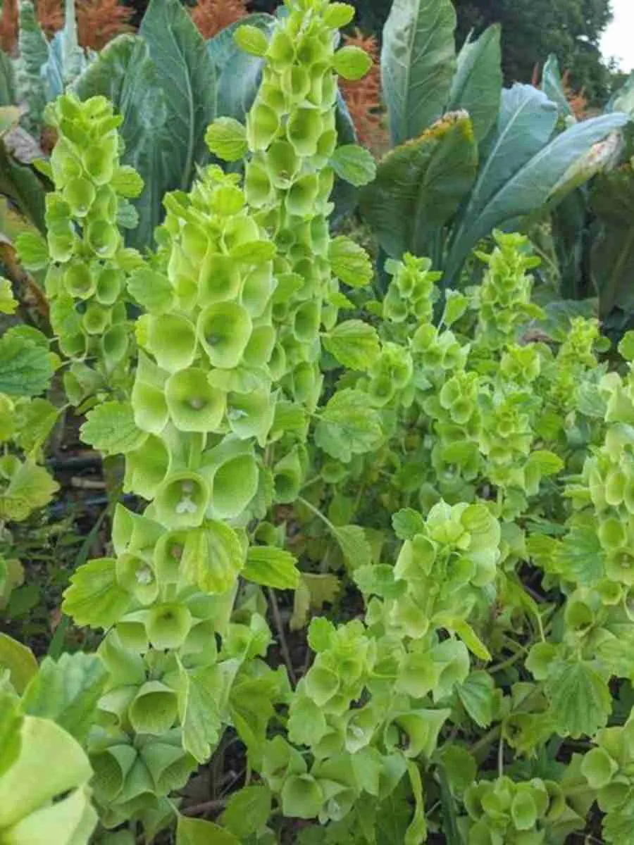 Молюцелла Молюцелла