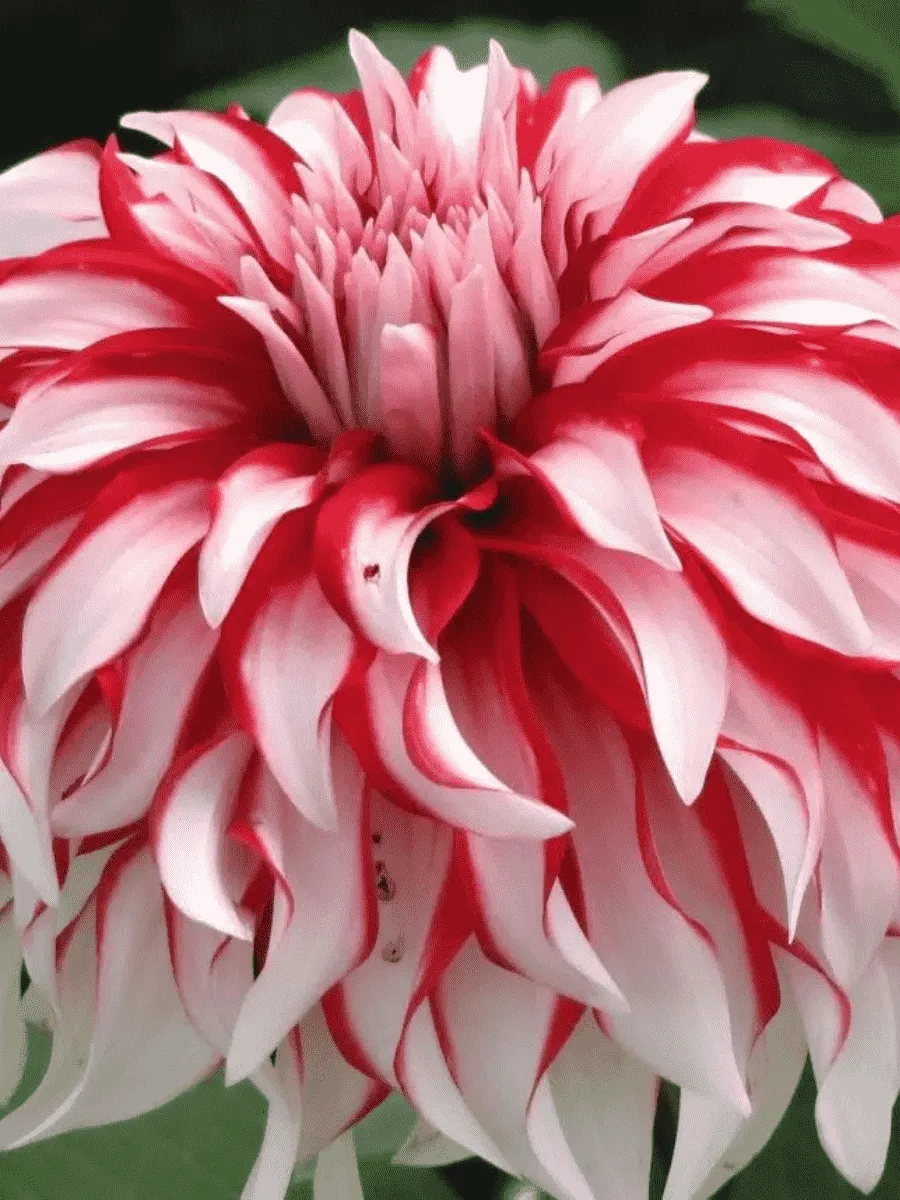 Георгина Dolly H