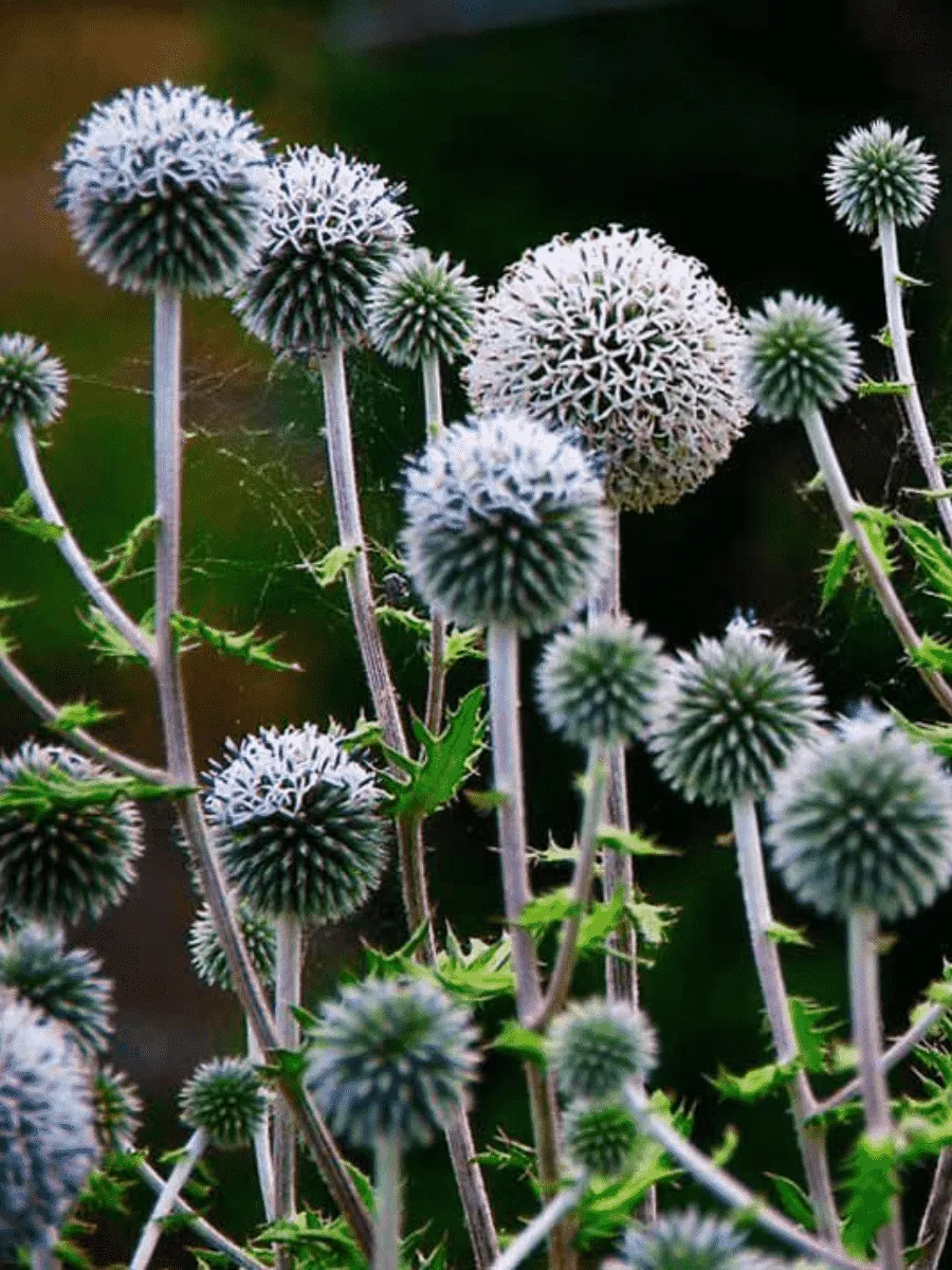 Мордовник Мордовник