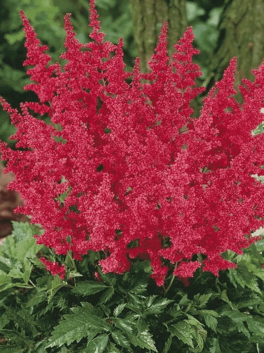 Астильба японская Montgomery Астильба японская Montgomery