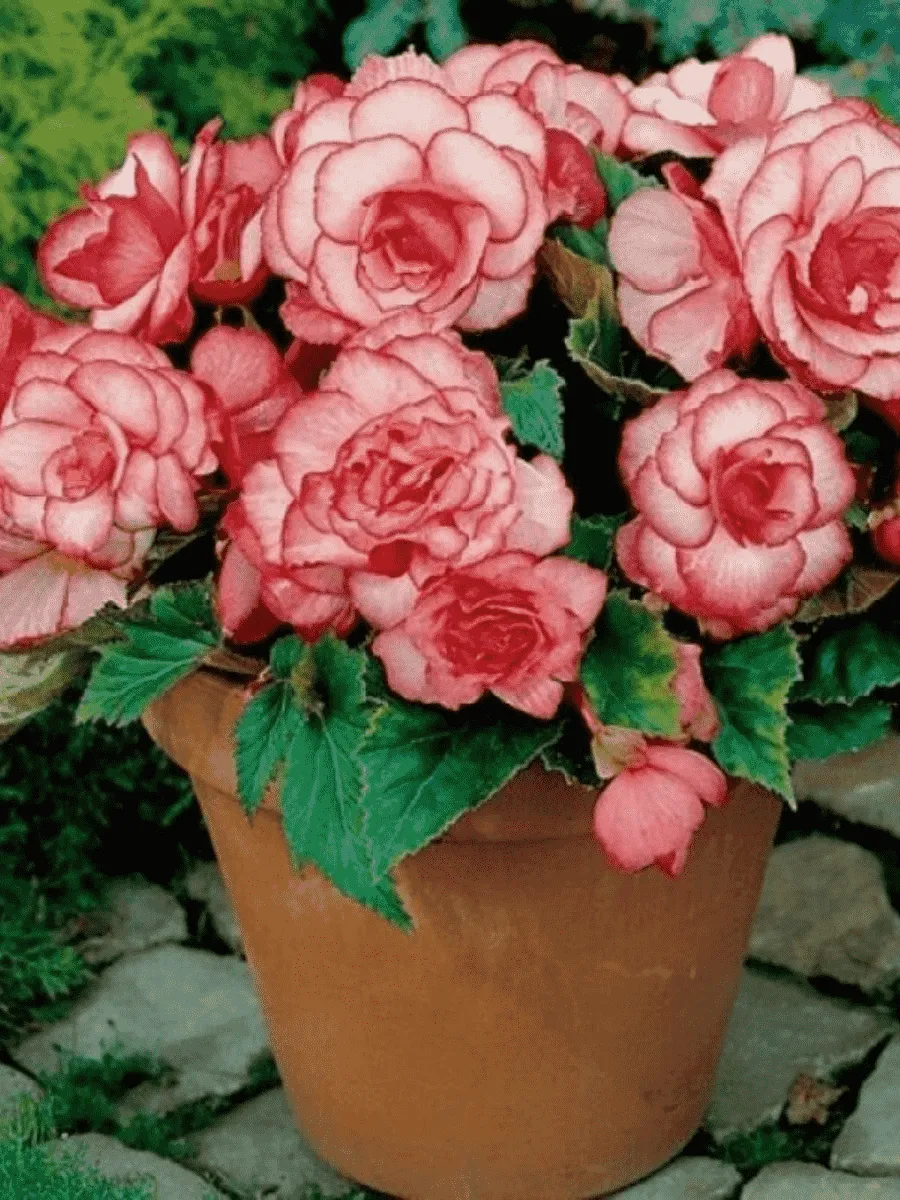 Бегония Bouton de Rose