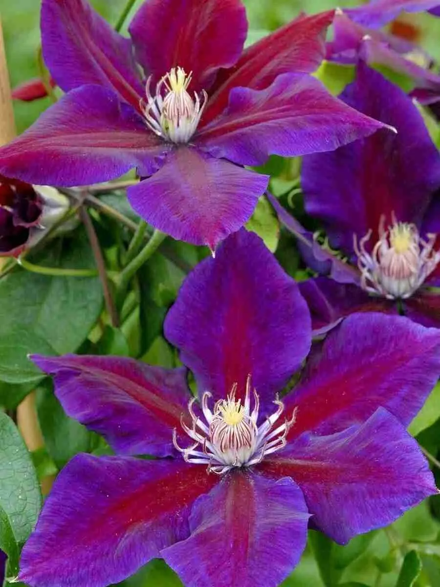 Клематис Julka Клематис Julka