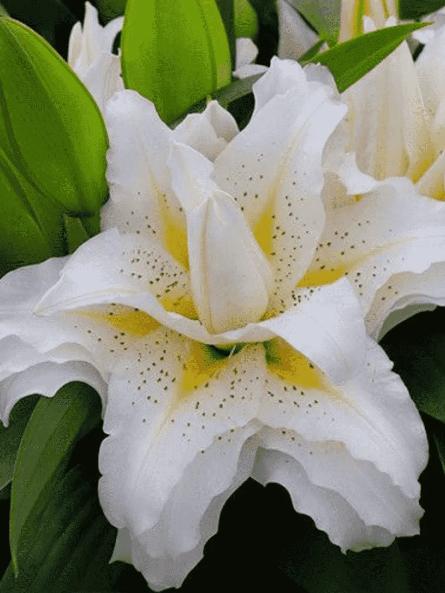 Лилия Roselily Sita